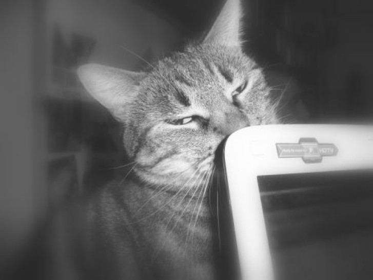 Picture of a cat / kitten / feline