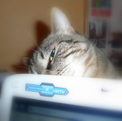 Picture of a cat / kitten / feline