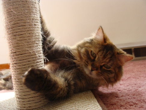 Picture of a cat / kitten / feline