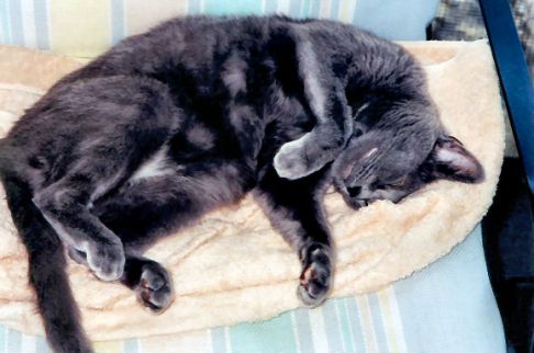 Picture of a cat / kitten / feline