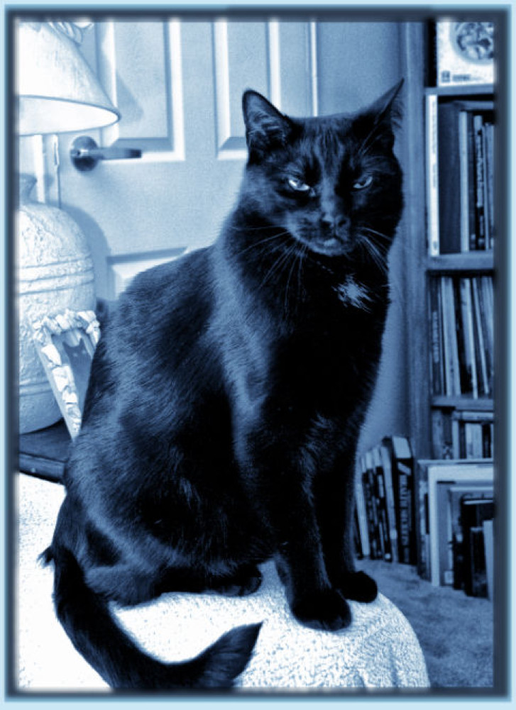 Picture of a cat / kitten / feline