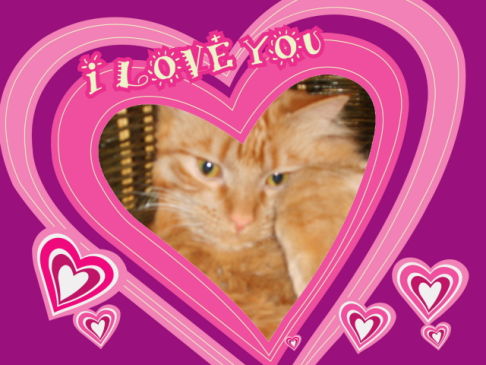 Picture of a cat / kitten / feline