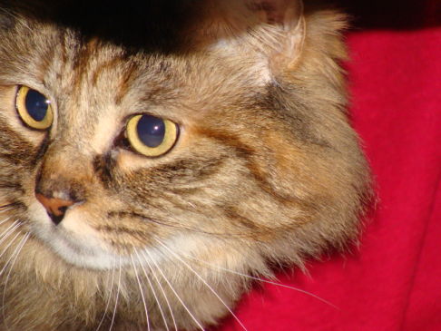 Picture of a cat / kitten / feline