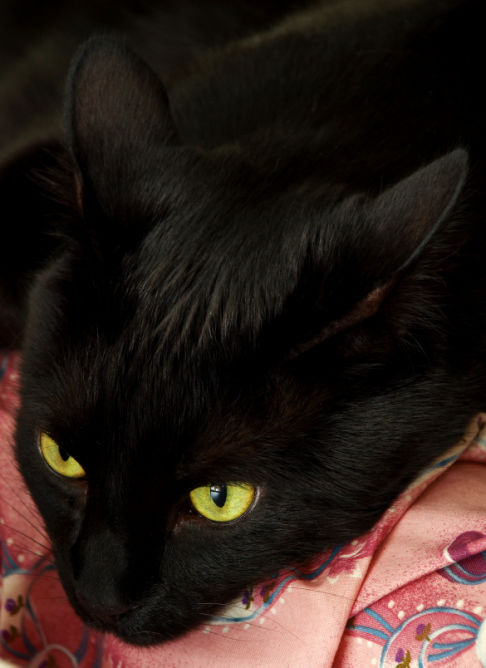 Picture of a cat / kitten / feline