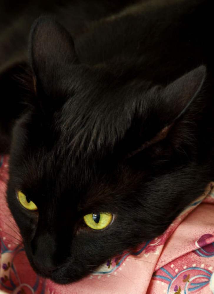 Picture of a cat / kitten / feline