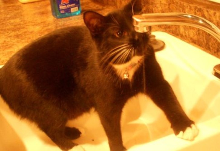 Picture of a cat / kitten / feline