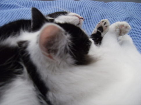 Picture of a cat / kitten / feline