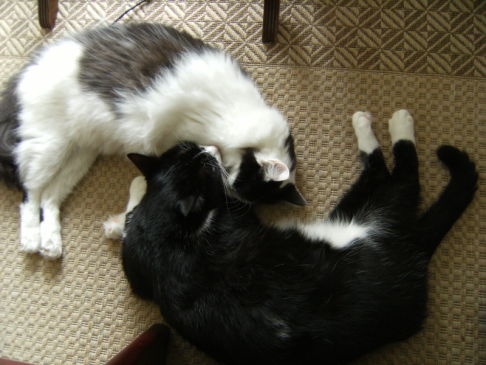 Picture of a cat / kitten / feline