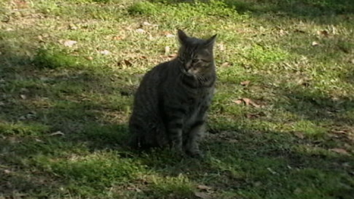 Picture of a cat / kitten / feline