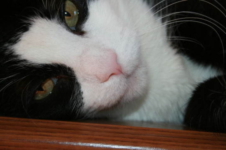 Picture of a cat / kitten / feline