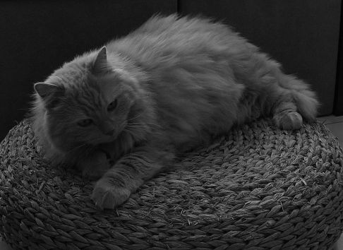 Picture of a cat / kitten / feline