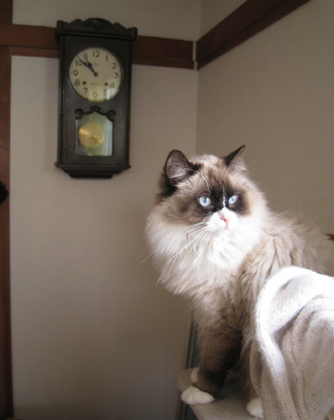 Picture of a cat / kitten / feline