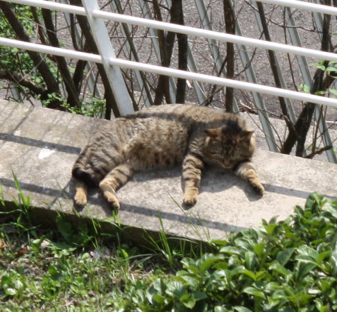 Picture of a cat / kitten / feline