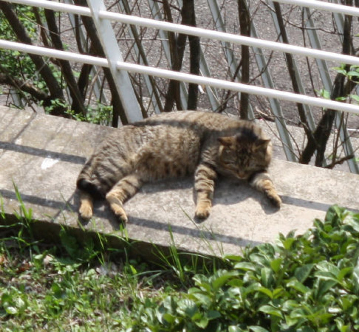 Picture of a cat / kitten / feline