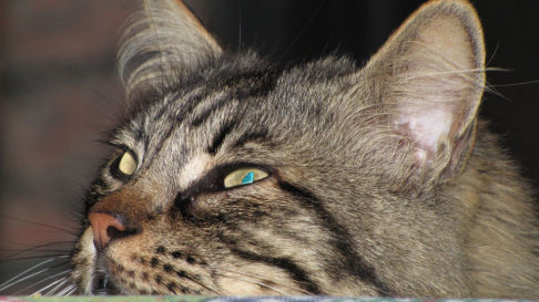 Picture of a cat / kitten / feline