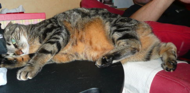 Picture of a cat / kitten / feline