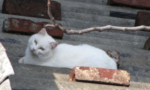 Picture of a cat / kitten / feline