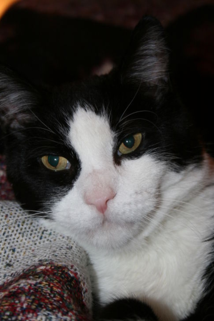 Picture of a cat / kitten / feline