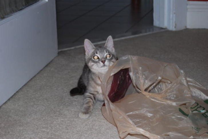 Picture of a cat / kitten / feline