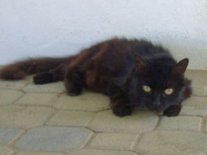 Picture of a cat / kitten / feline