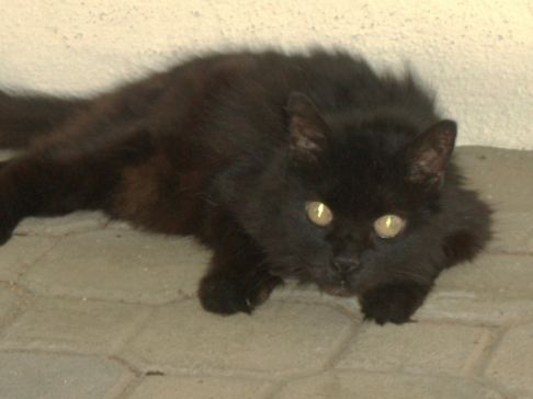 Picture of a cat / kitten / feline