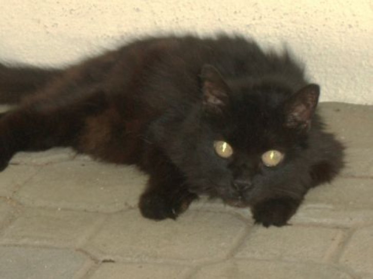 Picture of a cat / kitten / feline