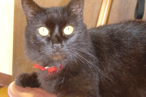 Picture of a cat / kitten / feline