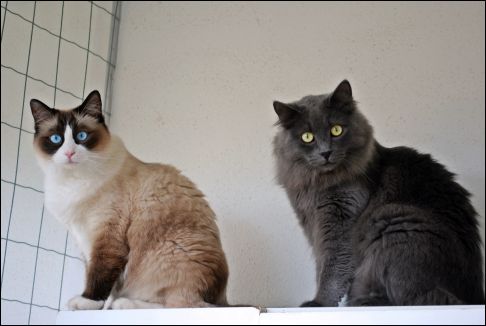 Picture of a cat / kitten / feline