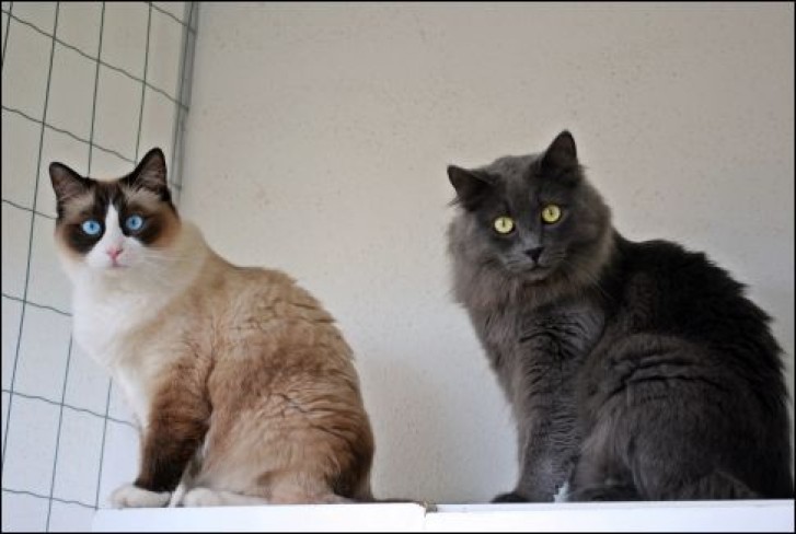 Picture of a cat / kitten / feline