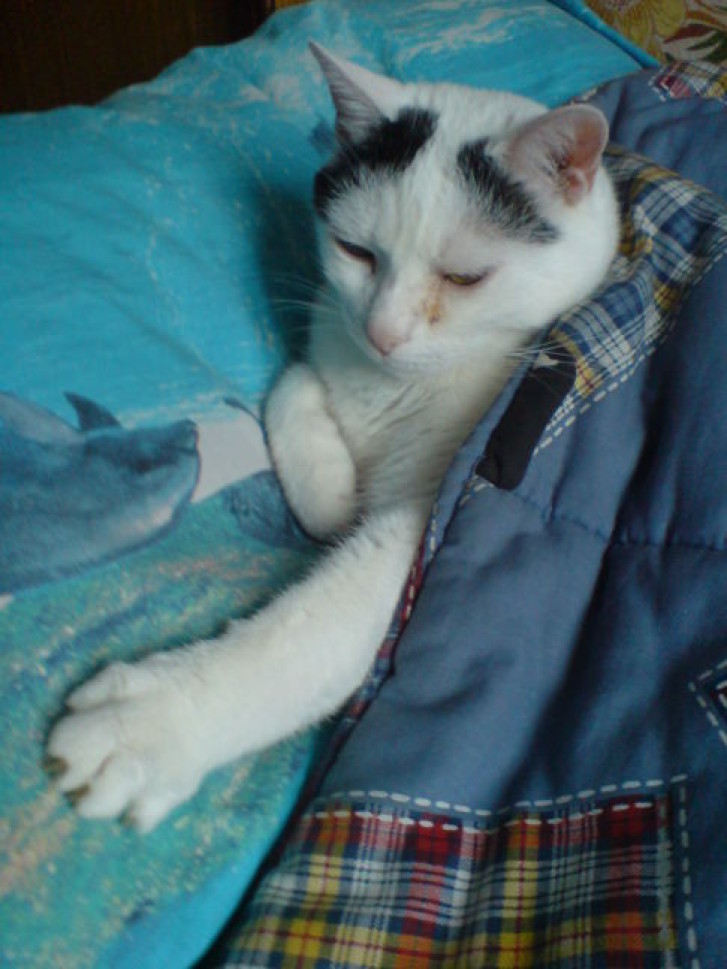 Picture of a cat / kitten / feline