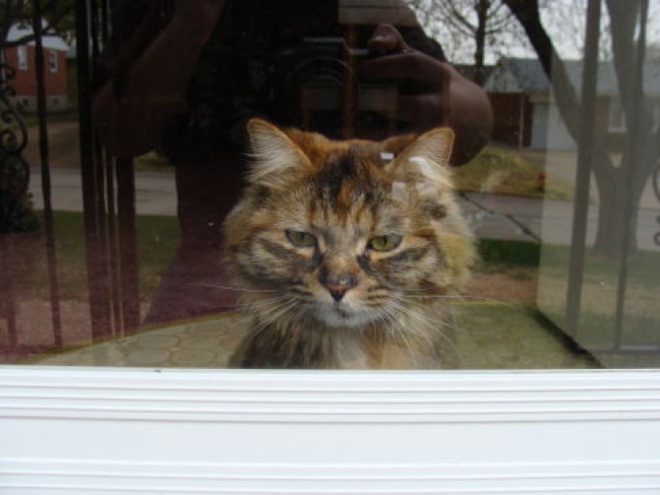 Picture of a cat / kitten / feline