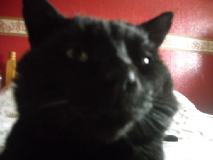 Picture of a cat / kitten / feline