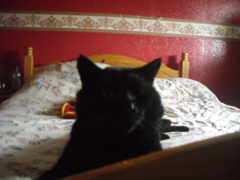 Picture of a cat / kitten / feline