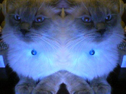 Picture of a cat / kitten / feline