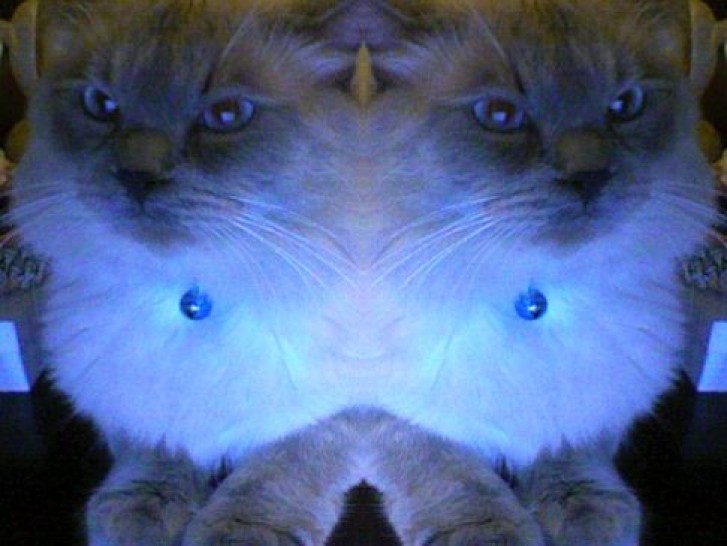 Picture of a cat / kitten / feline