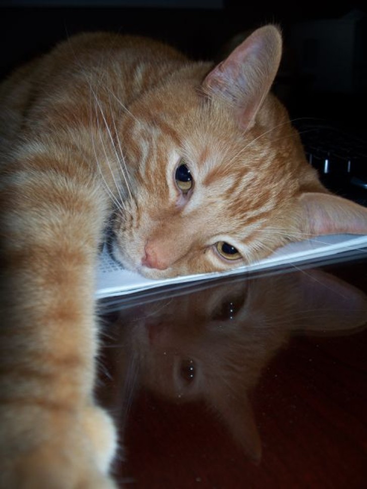 Picture of a cat / kitten / feline