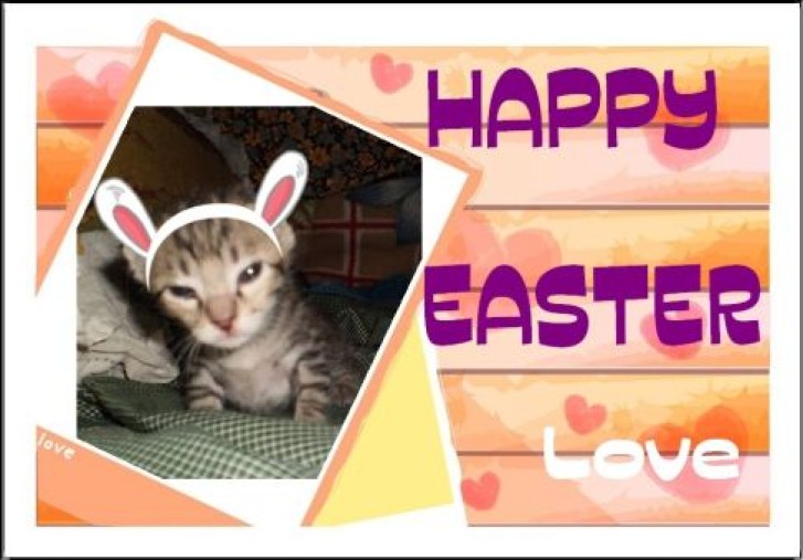 Picture of a cat / kitten / feline