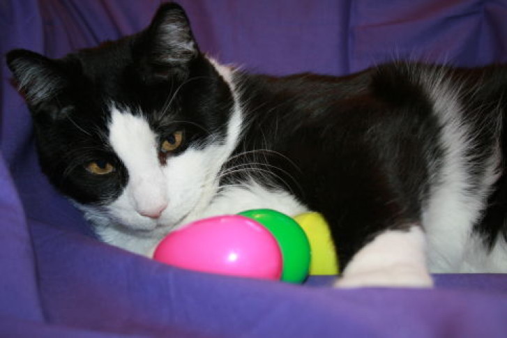 Picture of a cat / kitten / feline