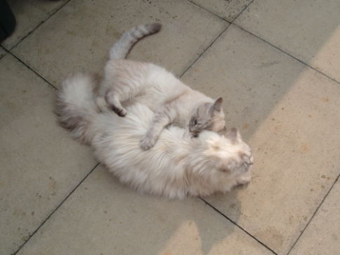 Picture of a cat / kitten / feline