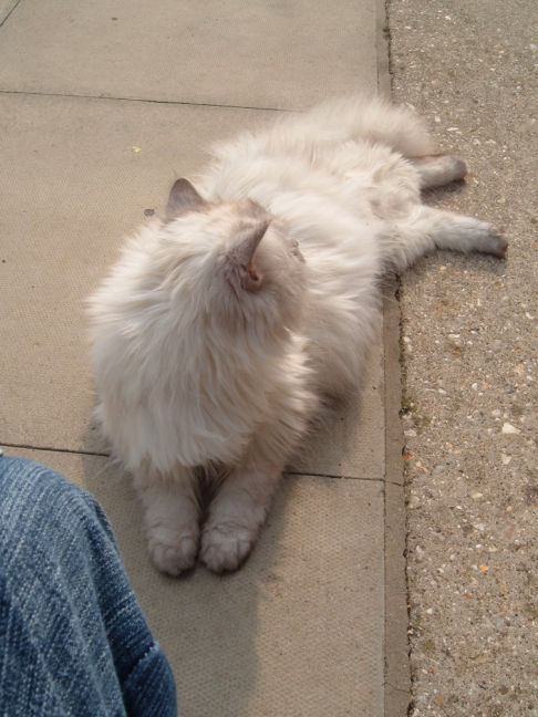 Picture of a cat / kitten / feline