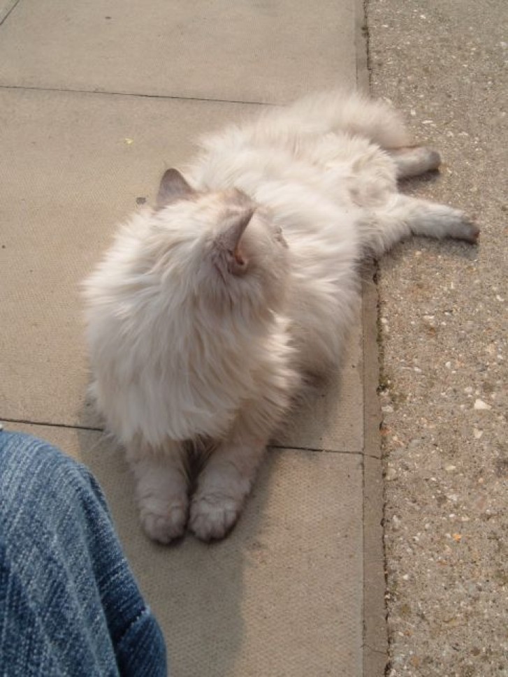 Picture of a cat / kitten / feline