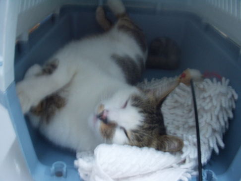 Picture of a cat / kitten / feline