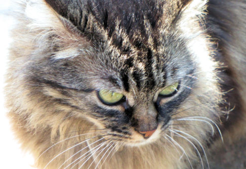 Picture of a cat / kitten / feline