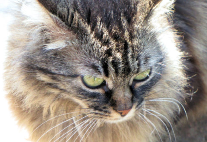 Picture of a cat / kitten / feline