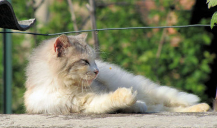 Picture of a cat / kitten / feline