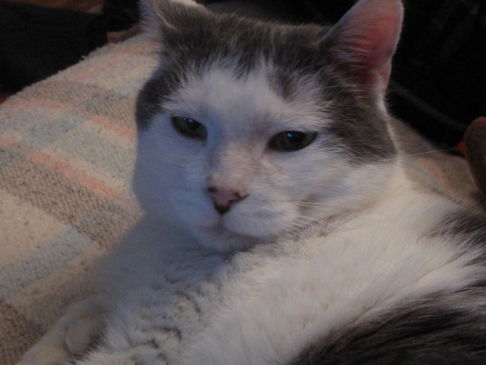 Picture of a cat / kitten / feline