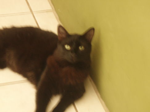 Picture of a cat / kitten / feline