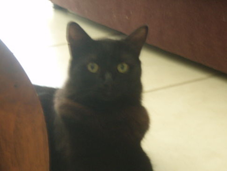 Picture of a cat / kitten / feline