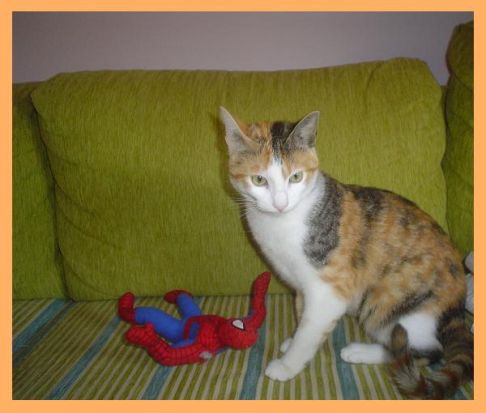 Picture of a cat / kitten / feline