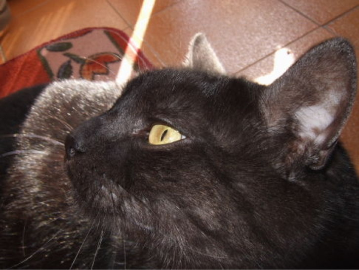 Picture of a cat / kitten / feline